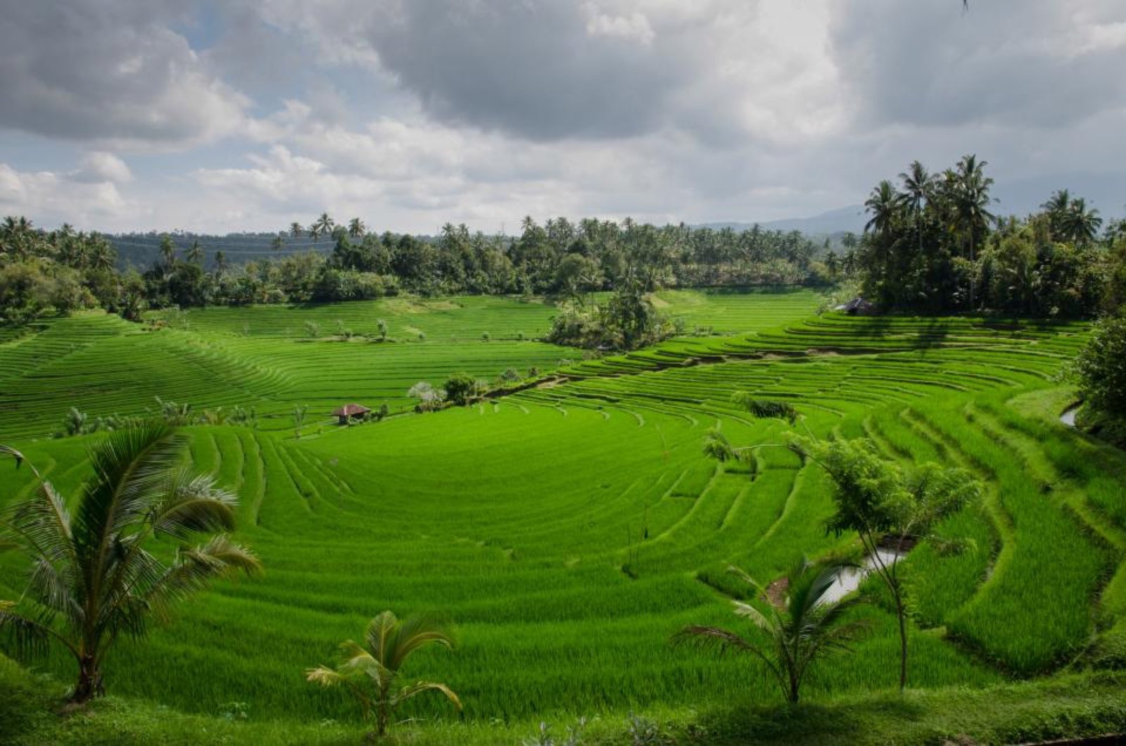 Terrazas de arroz verdes rodeadas de palmeras
