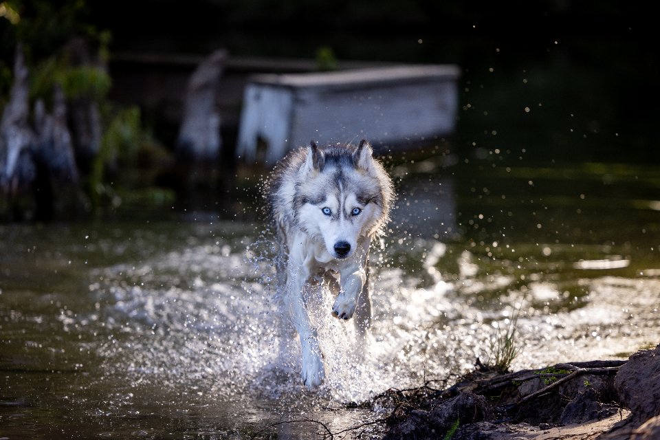 Perro corriendo en el parque