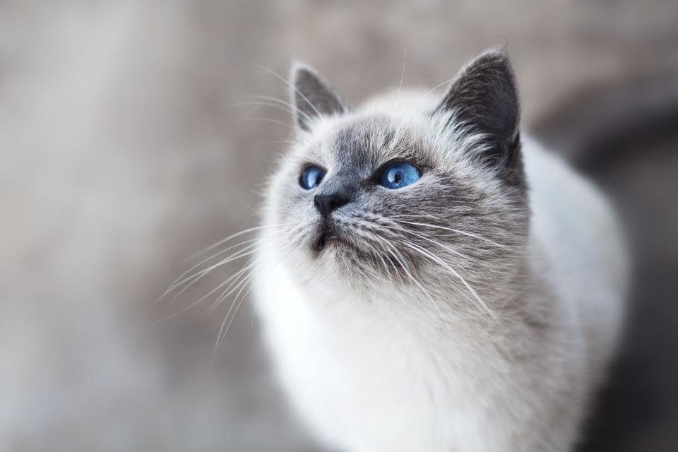Gatito en el consultorio